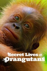 Download Secret Lives of Orangutans (2024) Dual Audio